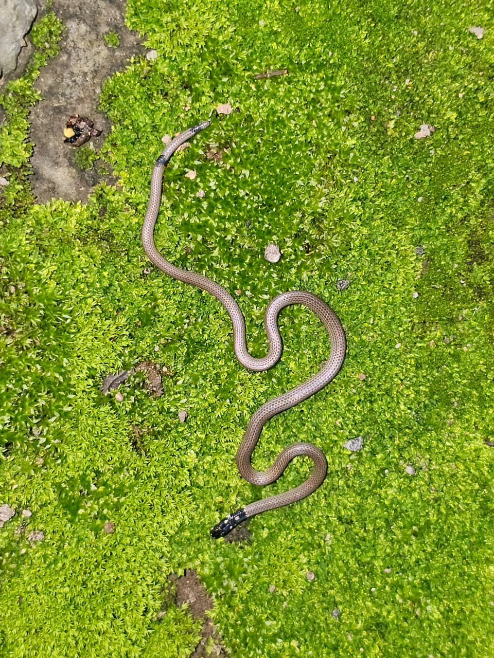 दुर्लभ सांप स्लेंडर कोरल स्नेक