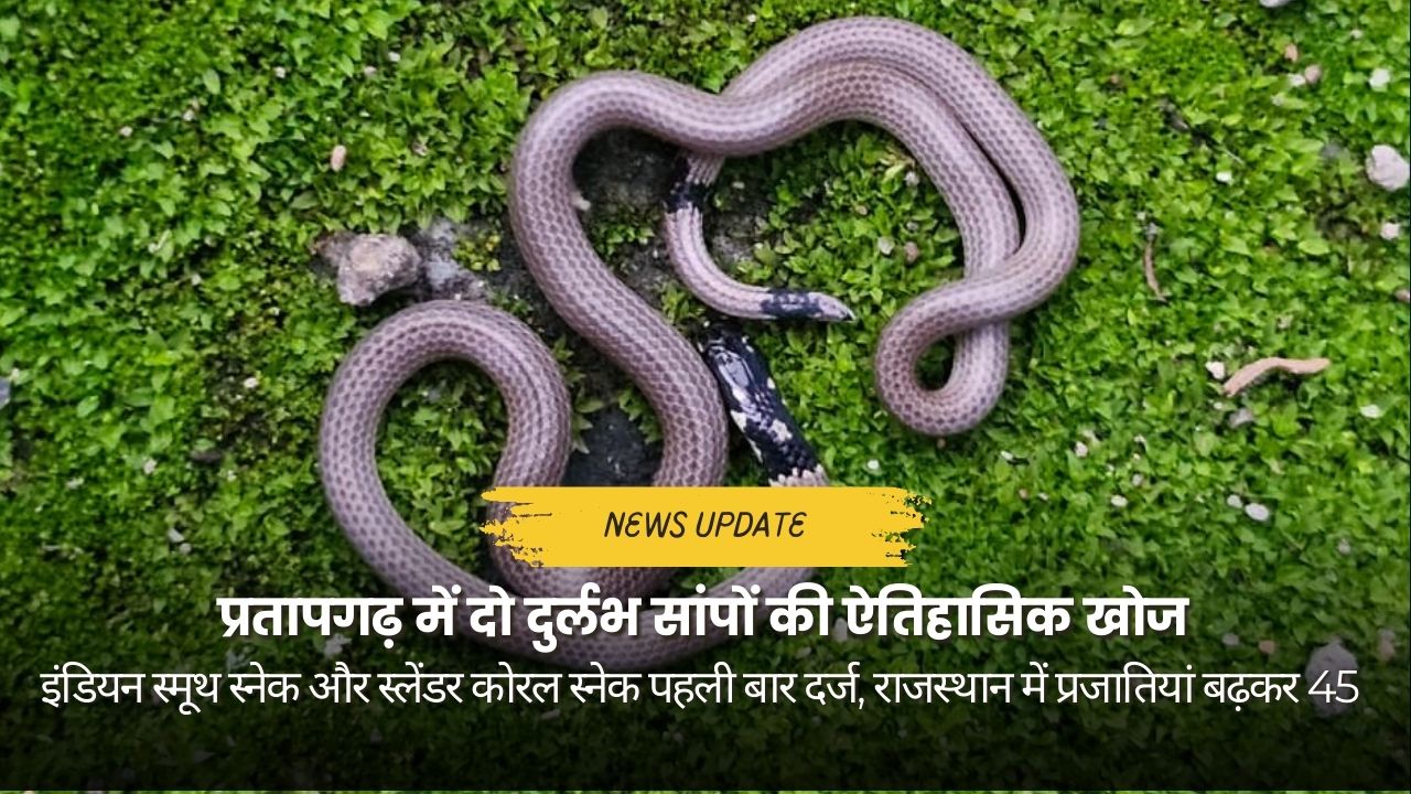 Rare snake found in Pratapgarh Rajasthan