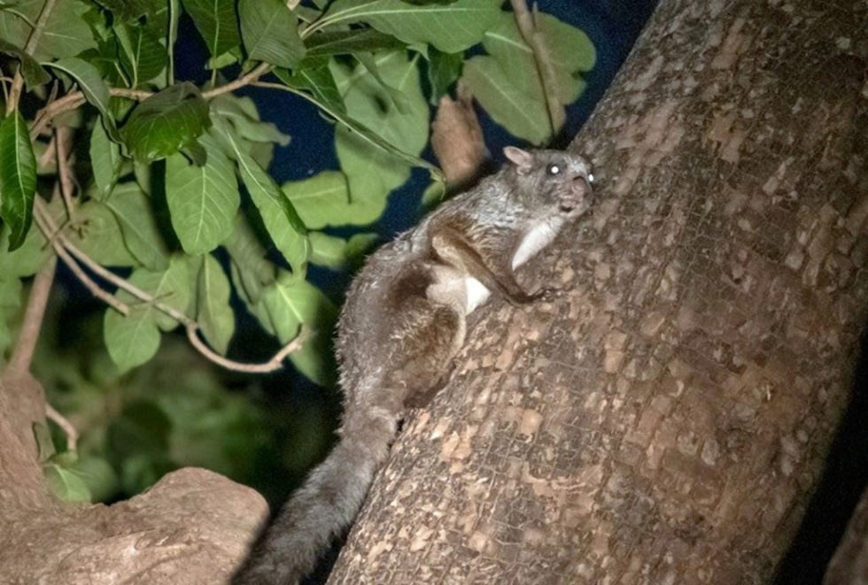  उड़न गिलहरी और चौसिंगा है पहचान