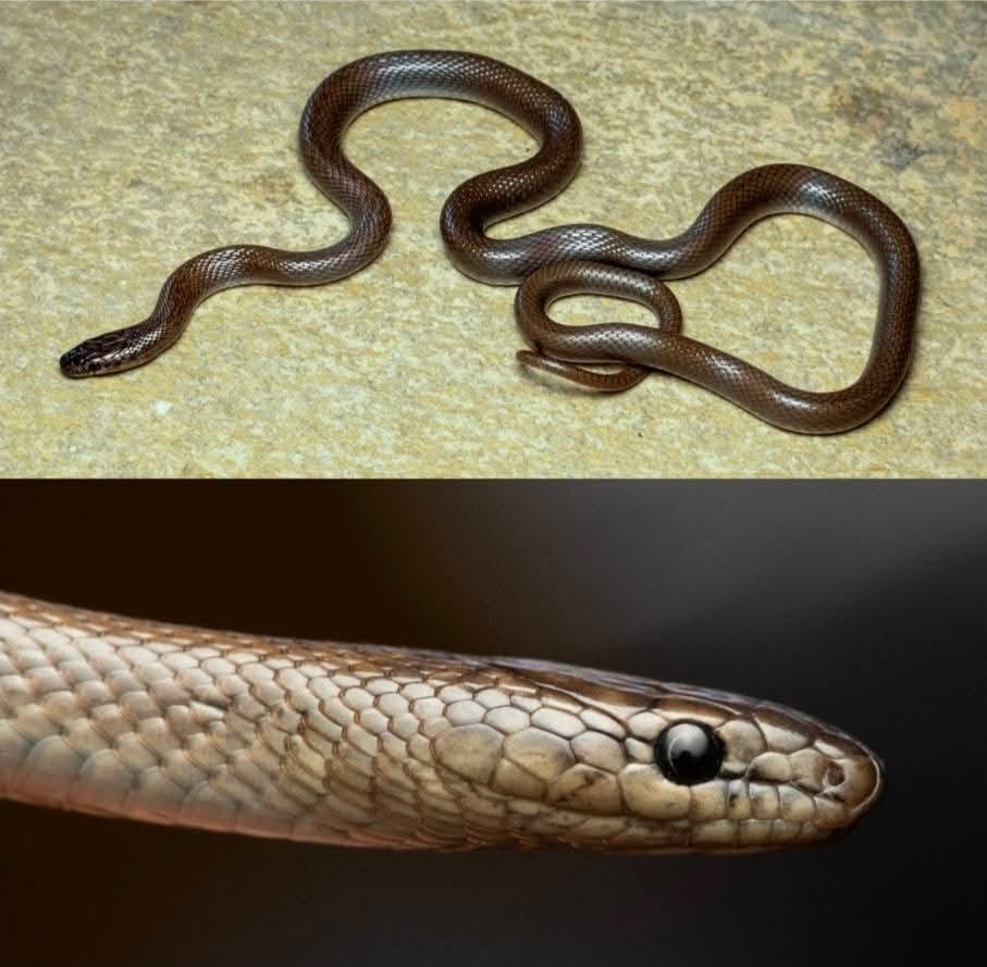 इंडियन स्मूथ स्नेक