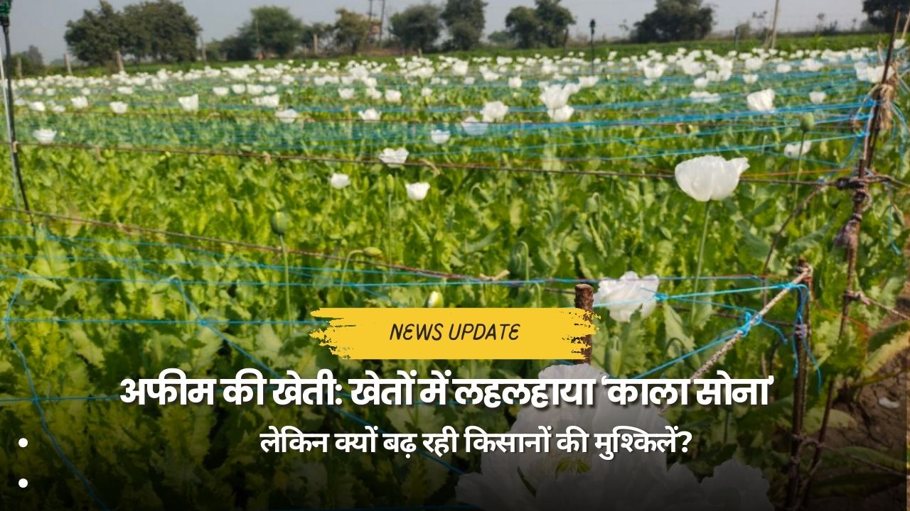 अफीम की हरी-भरी फसल (