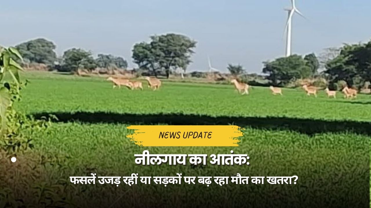 नीलगाय खेत में फसल खाते हुए