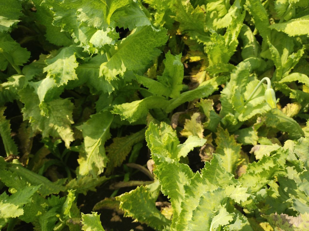 फसल पड़ी पिली 