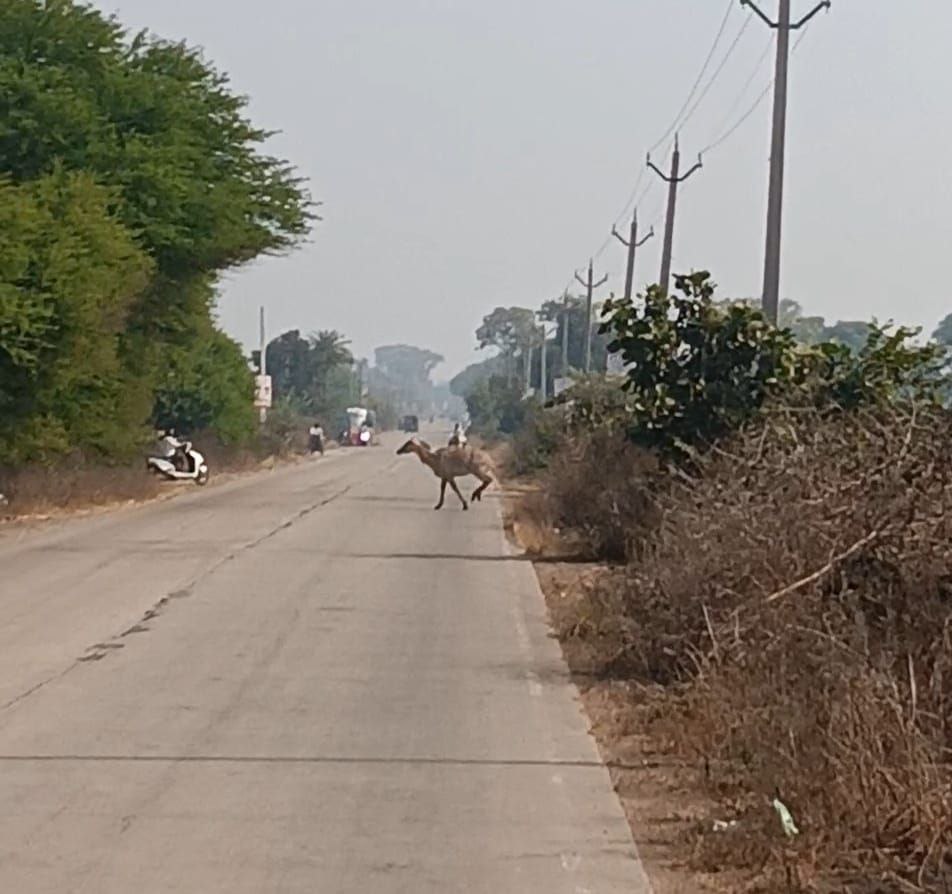 सड़क पार करती नीलगाय