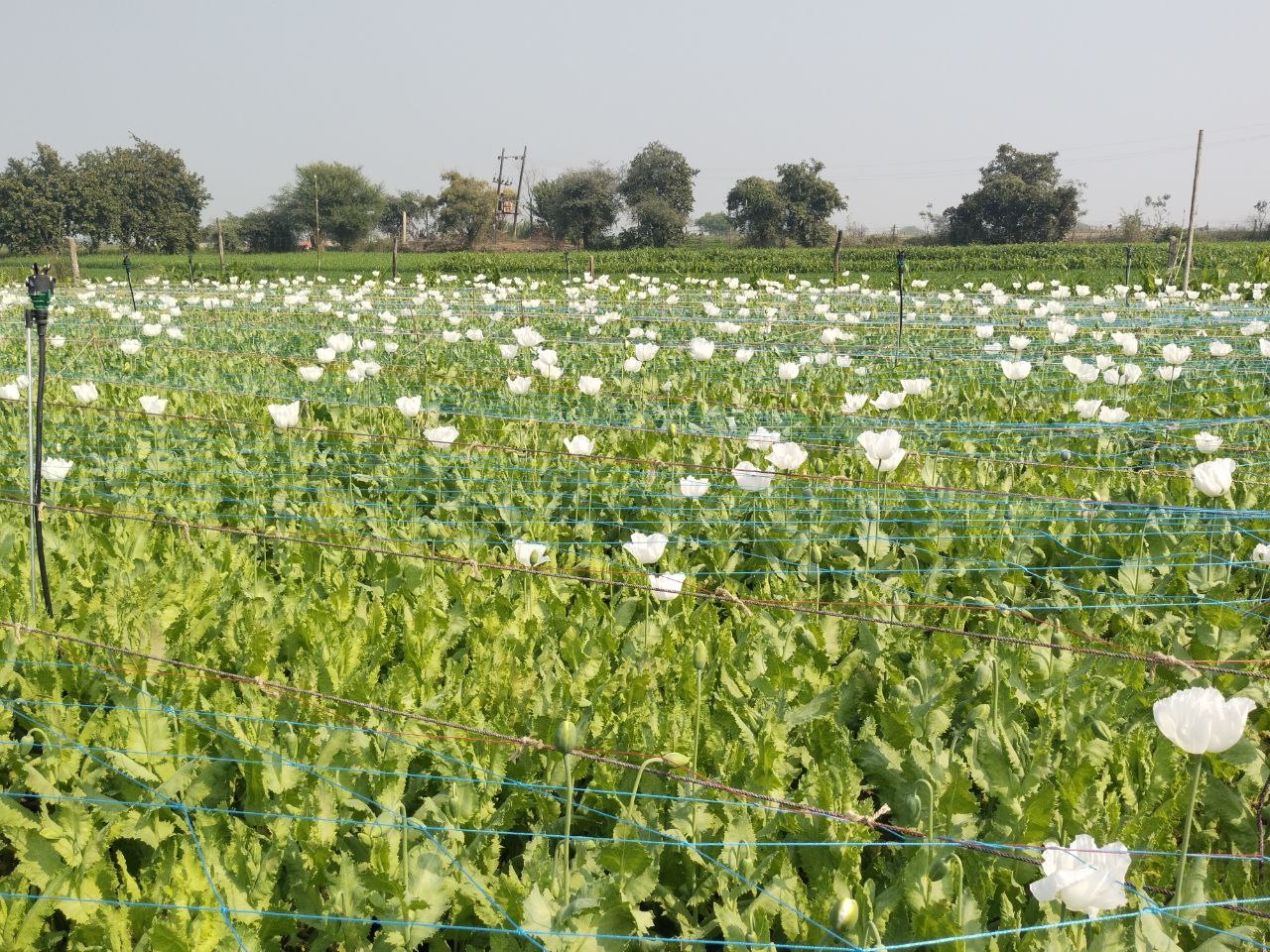 अफीम की हरी-भरी फसल (