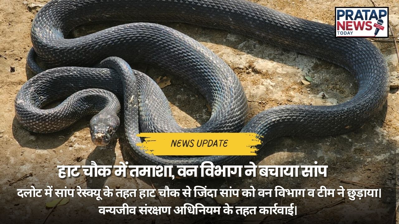 वन विभाग द्वारा जंगल में छोड़ा गया रेस्क्यू सांप